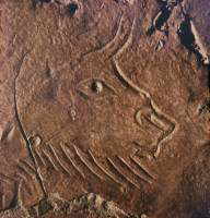 The head of a bison scratched in clay mud